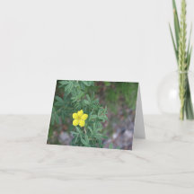 Rosa da Tundra - Cartão de 10 cm x 14 cm