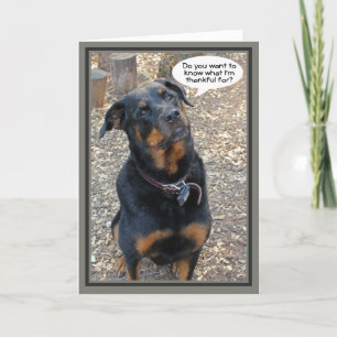 Festividades Rottweiler - Obrigado pelo Cartão de Ação de Graça