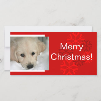 Festividades Seu Cartão de Natal Fotografado de Cão