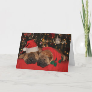 Festividades Shar Pei Sleepy Cartão de Natal