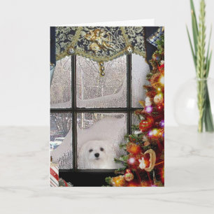 Festividades Snowdrop o Cartão de Natal Maltês