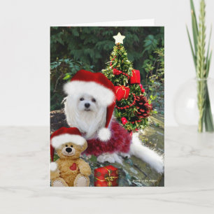 Festividades Snowdrop o Cartão de Natal Maltês