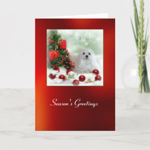 Festividades Snowdrop o Cartão de Natal Maltês