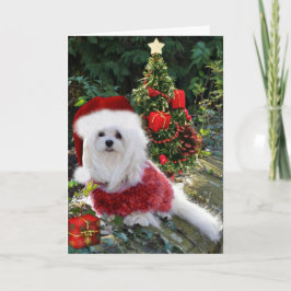 Festividades Snowdrop o Cartão de Natal Maltês