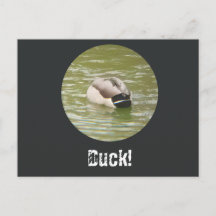 Um cartão postal de um pato ducking