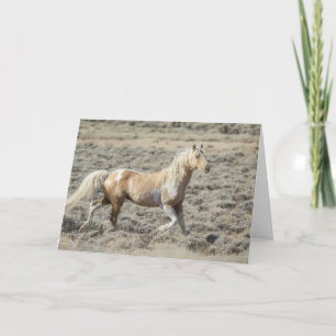 Festividades Wild Wyoming Stallion, Koda num Cartão de Vazio