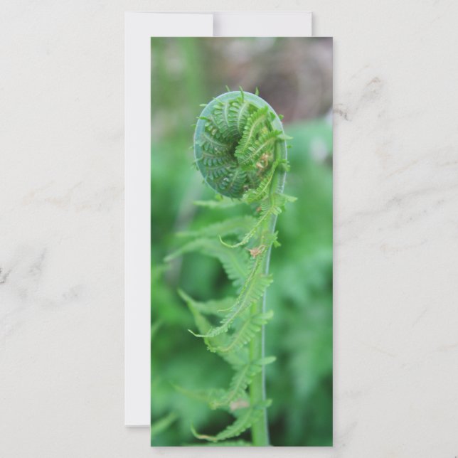 Fiddlehead (Frente)