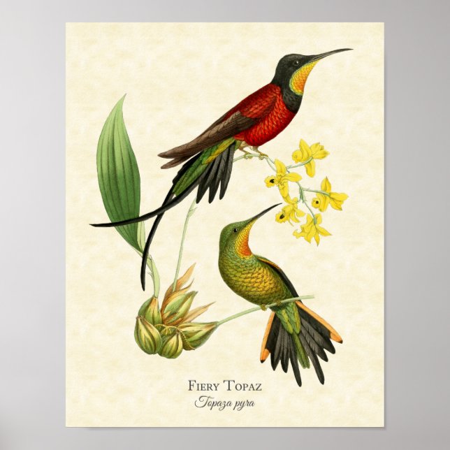 Fiery Topaz Hummingbird Art Impressão (Frente)