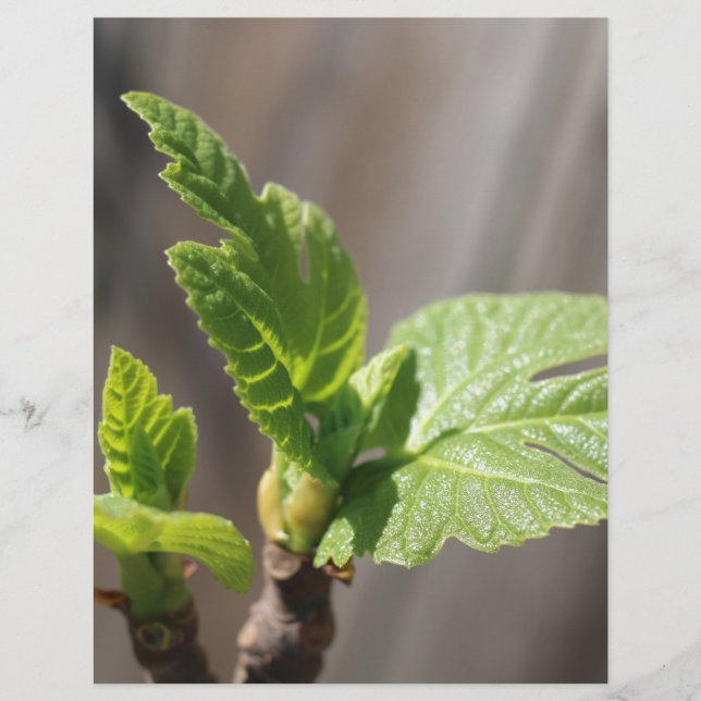 Fig Leaf (Frente)