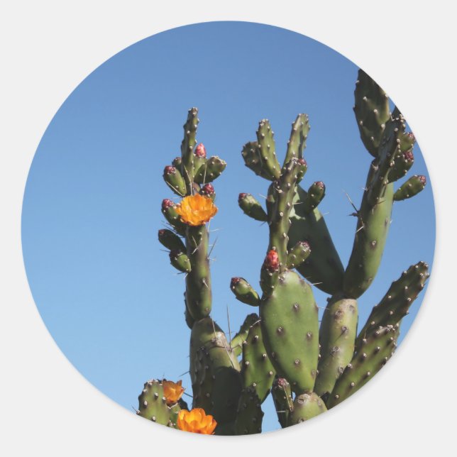 Figo de Cacto Opuntia adesivo espinhoso (Frente)
