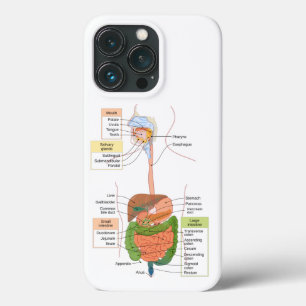Figura Gastrointestinal Humano