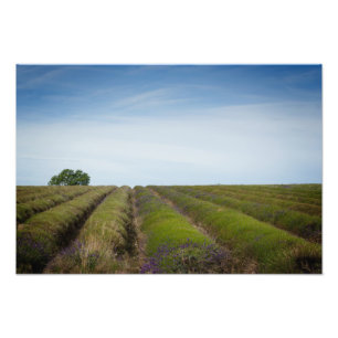 Fileiras da lavanda após o impressão da foto da