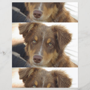 filhote aussie vermelho tri