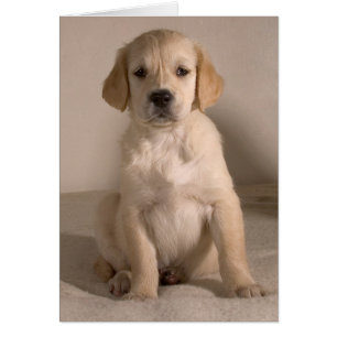 Filhote de cachorro. Cartão pelo cARTerART