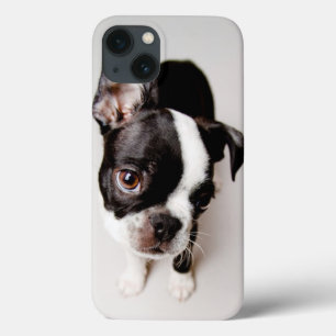 Filhote de cachorro de Edison Boston Terrier