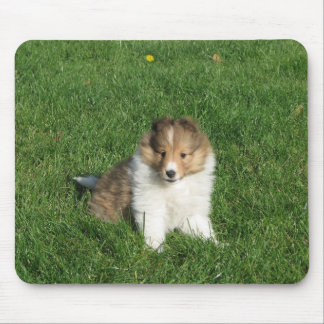 Filhote de cachorro de Sheltie no mousepad da