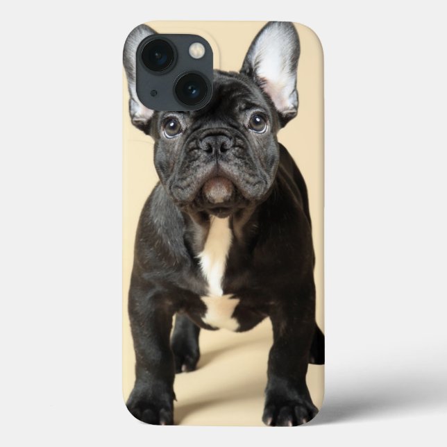 Filhote de cachorro do buldogue francês (Verso)