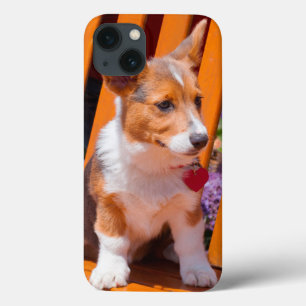Filhote de cachorro do Corgi de Galês do Pembroke