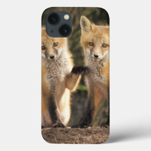 Filhote de cachorro do Fox vermelho na frente do