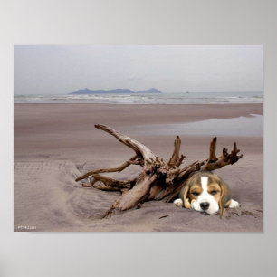 Filhote de cachorro do lebreiro no poster da praia