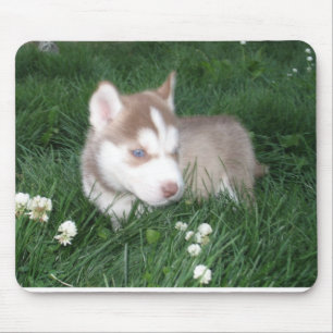 Filhote de cachorro Mousepad do rouco Siberian