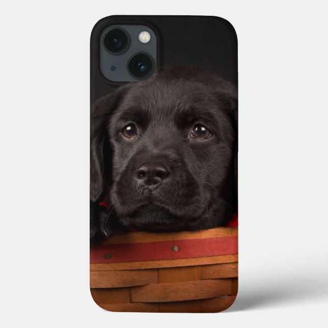 Filhote de cachorro preto de labrador retriever em (Verso)