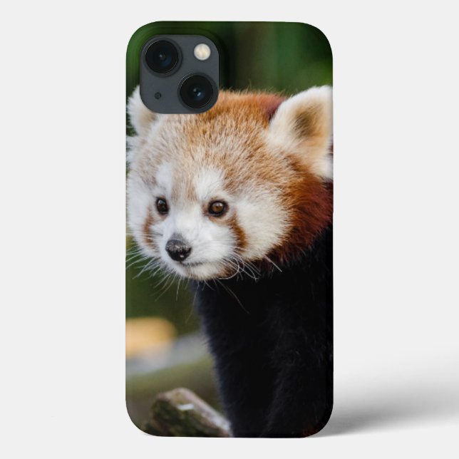 Filhote de Panda Vermelho Fofo (Verso)