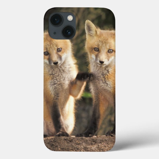 Filhote de Raposa Vermelha em frente à toca Vulpes (Verso)