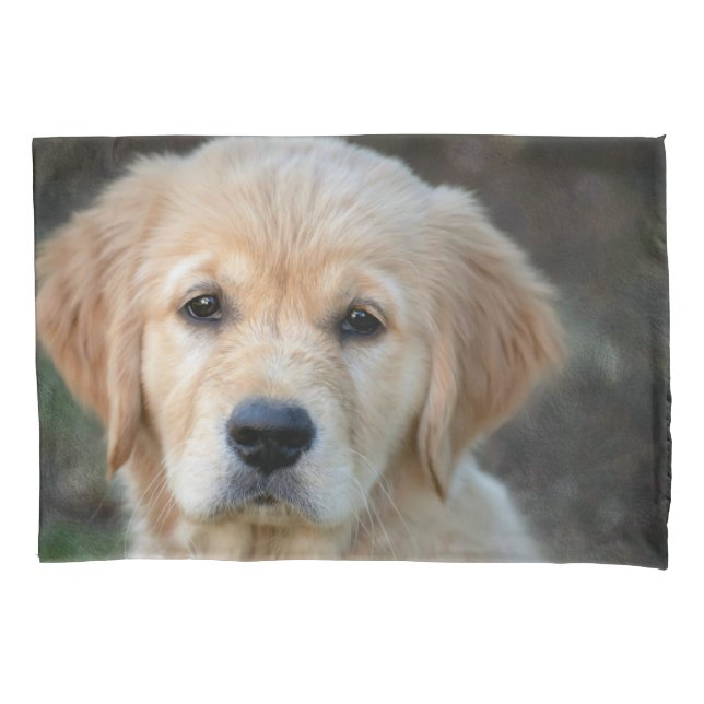 Filhote de Retriever Dourado (Frente)
