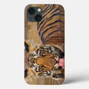 Filhote de tigre-bengala-real, bebendo água