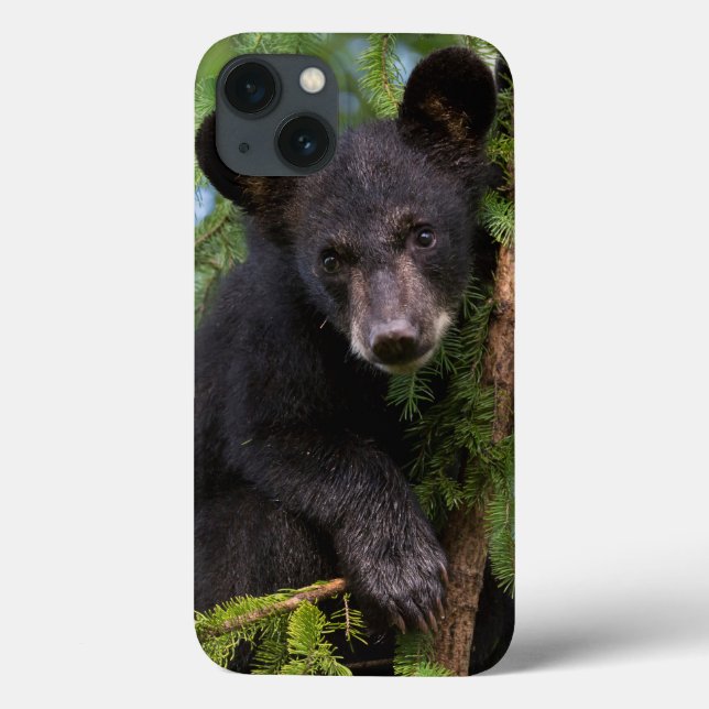 Filhote de Urso Negro Brincando nas Árvores (Verso)
