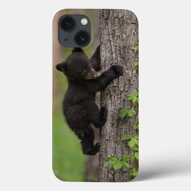 Filhote de Urso Preto Subindo Árvore (Verso)