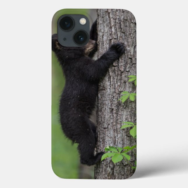 Filhote de Urso Subindo em uma Árvore (Verso)