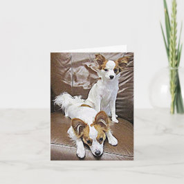 Filhotes de cachorro de Papillon 6 meses de cartão