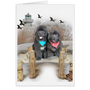 Filhotes de cachorro de Terra Nova em cartões da