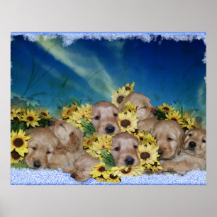 FILHOTES DE CACHORRO E FLORES - POSTER DO GOLDEN