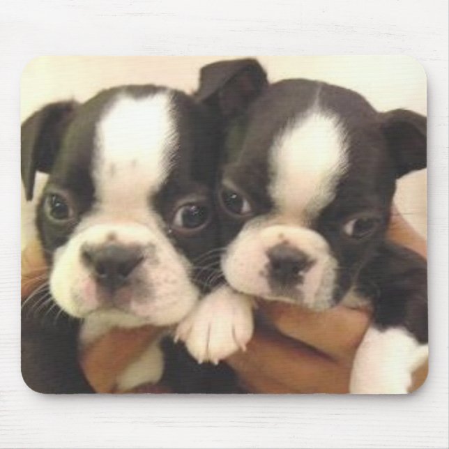 Filhotes de cachorro Mousepad de Boston (Frente)