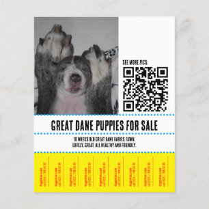 Filhotes de Great Dane para Venda Panfleto