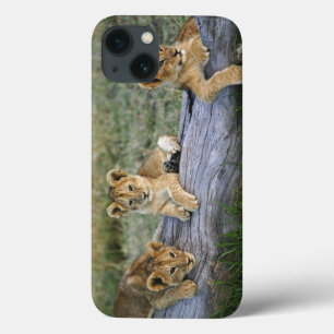 Filhotes de leão no registro, Panthera leo, Masai