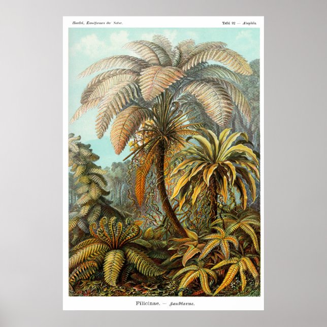 Filicinae (Tree fern) Poster (Frente)