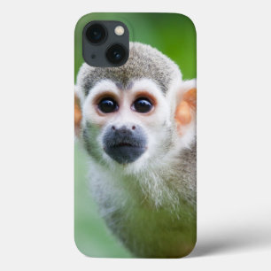 Fim-acima de um macaco de esquilo comum