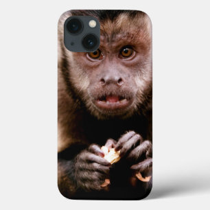 Fim-acima de um macaco preto-tampado do capuchin