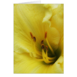 Fim amarelo do lírio acima do cartão vazio