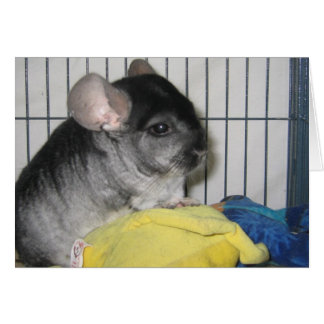 Finalmente, o cartão doméstico, Wubbzy e a sua bon