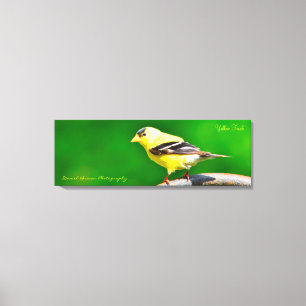 Finch Amarelo de Foto de Canvas 36x12x1.5