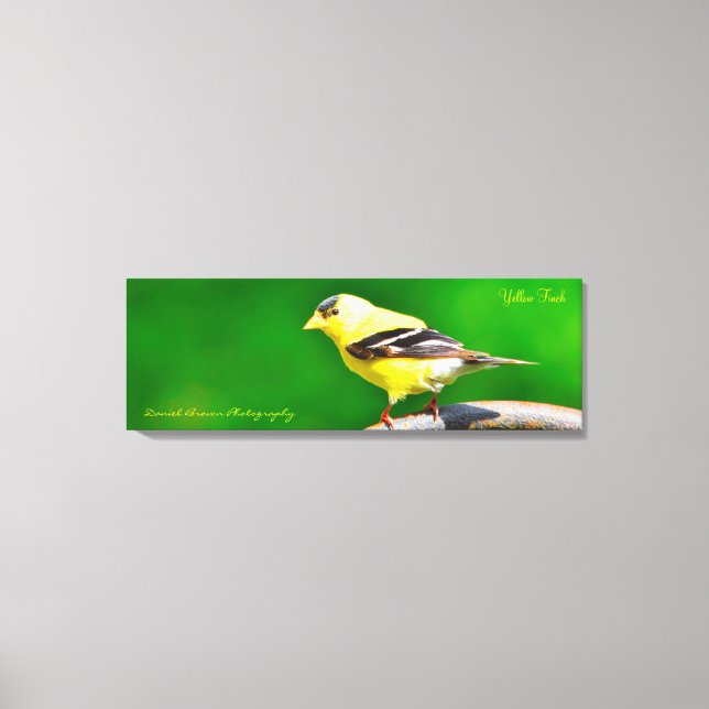 Finch Amarelo de Foto de Canvas 36x12x1.5 (Frente)