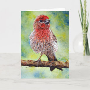 Finch, Cartão de Saudação