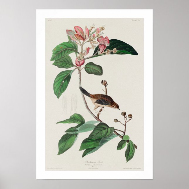 Finch de Bachman por Poster de Audubon (Frente)