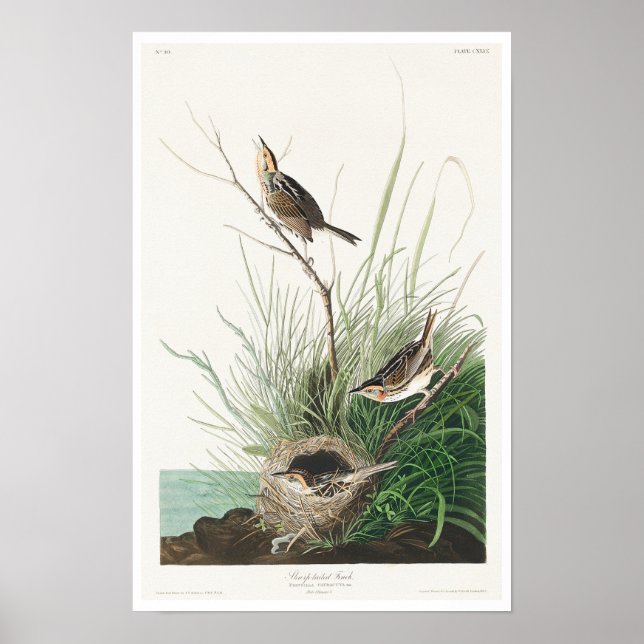 Finch de cauda afiada por Poster de Audubon (Frente)