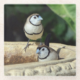 Finches de duas barras